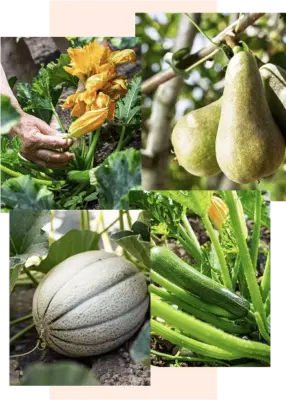 immagini frutti azienda